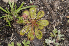 Drosera bulbosa