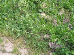 Calepina irregularis