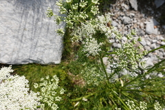 Ligusticum lucidum