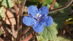 Phacelia campanularia campanularia