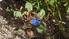 Phacelia campanularia campanularia