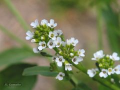 Calepina irregularis