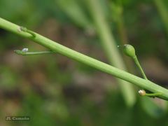 Calepina irregularis