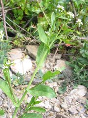 Calepina irregularis