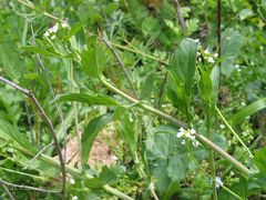 Calepina irregularis