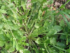 Calepina irregularis