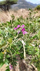 Mundulea sericea