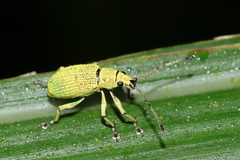 Macrocorynus hirsutus
