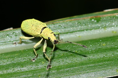 Macrocorynus hirsutus