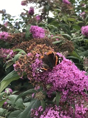 Vanessa atalanta