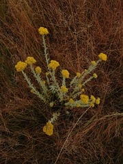 Helichrysum callicomum