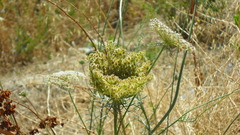 Daucus carota