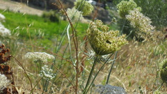 Daucus carota