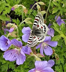 Parnassius hardwickii
