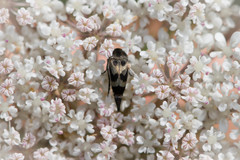 Mediimorda bipunctata