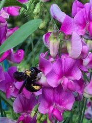 Xylocopa violacea