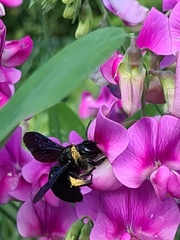 Xylocopa violacea