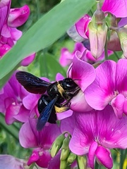 Xylocopa violacea