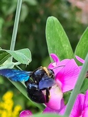 Xylocopa violacea