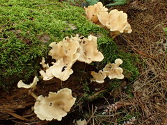 Pseudoarmillariella ectypoides