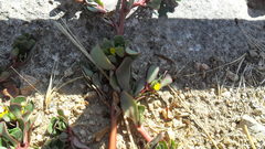 Portulaca oleracea