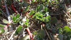 Portulaca oleracea