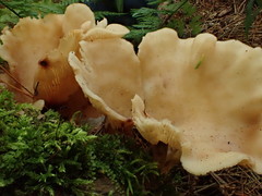 Pseudoarmillariella ectypoides