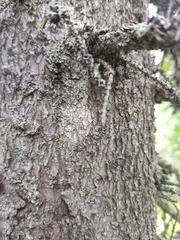 Arthothelium scandinavicum