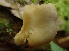 Pseudoarmillariella ectypoides