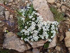 Arenaria biflora