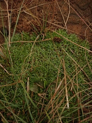 Helichrysum caespititium