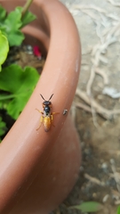 Philanthus triangulum