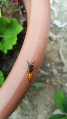 Philanthus triangulum