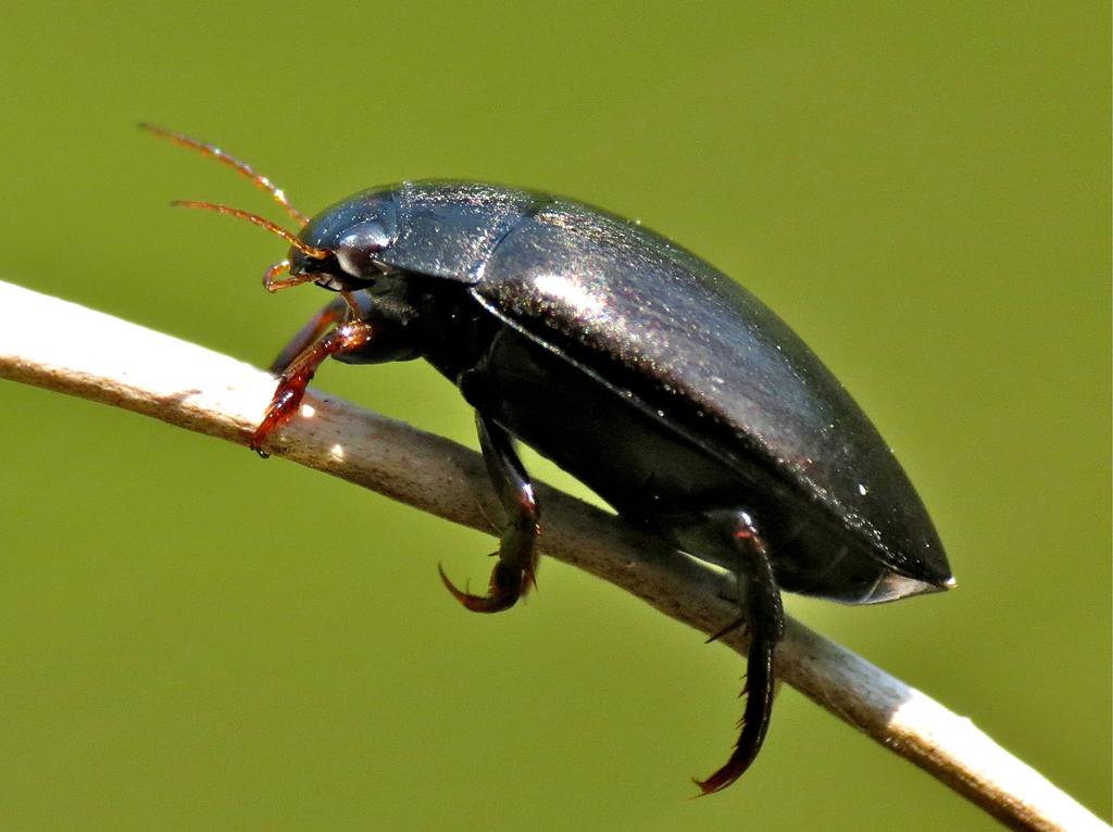 Agabus bipustulatus