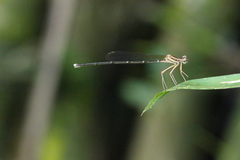 Pseudocopera ciliata