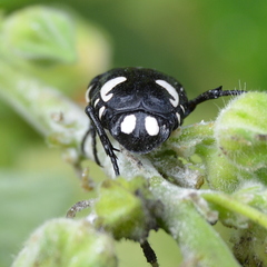 Spilophorus