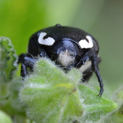 Spilophorus