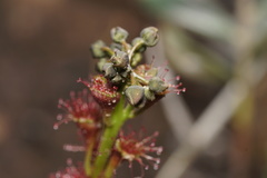 Drosera platypoda