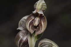 Pterostylis concava