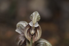 Pterostylis concava
