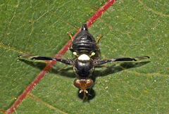 Calosphenisca unicuneata