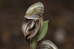 Pterostylis concava