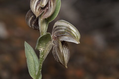 Pterostylis concava