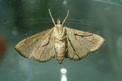 Archernis humilis