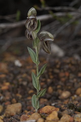 Pterostylis concava