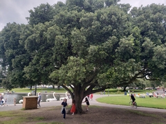 Quercus ilex