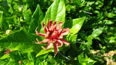Calycanthus