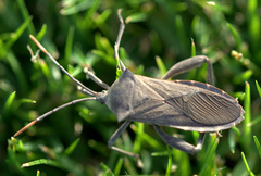 Anoplocnemis curvipes