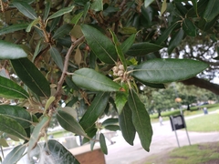 Quercus ilex