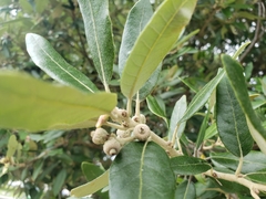 Quercus ilex
